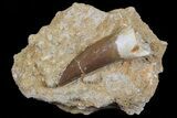 Fossil Plesiosaur (Zarafasaura) Tooth - Morocco #70299-1